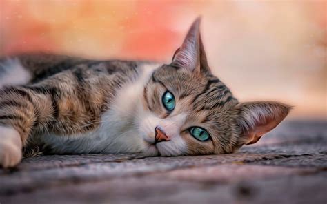 teer cat|TeeterCat on Windows PC Download Free .